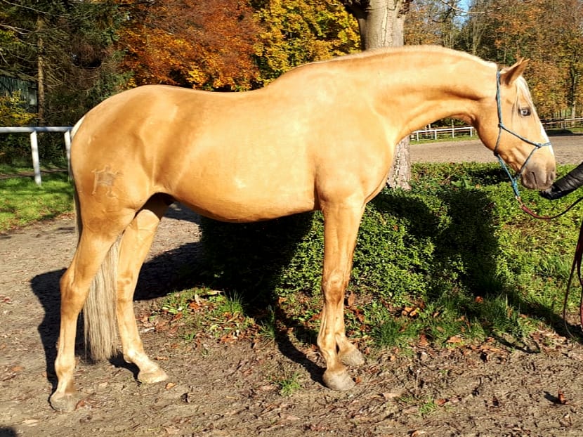 Pferd