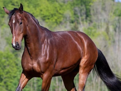 Pferd
