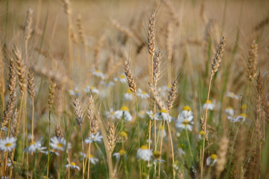 Weizen mit Blumen auf der Pferdewiese