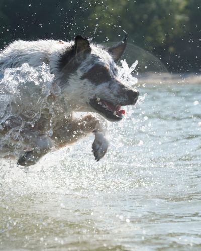 Hund springt im Wasser herum