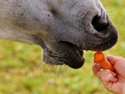 Pferd isst Möhre aus der Hand