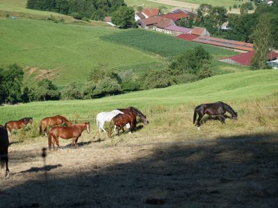Pferde grasen auf einer Wiese